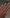 THE COLOR TO BUILD ''Poppy''